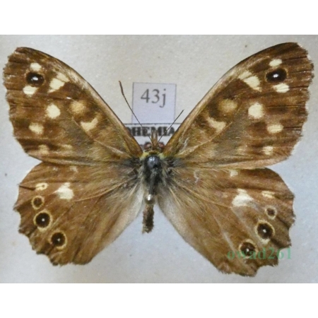 Pararge aegeria (Linnaeus, 1758) male Osadnik egeria Czech43j